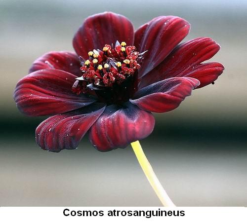 Cosmos atrosanguineus.jpg